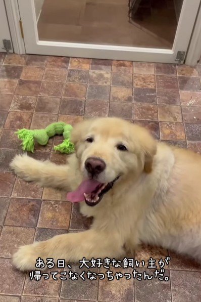 ひとりぼっちになった犬