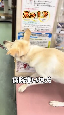 踏ん張って抵抗する犬