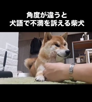 不満を訴えるこむぎくん2