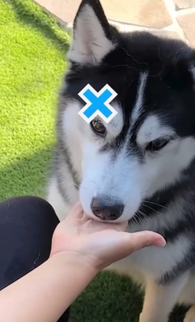 おやつ当てゲームを外すシベリアンハスキー