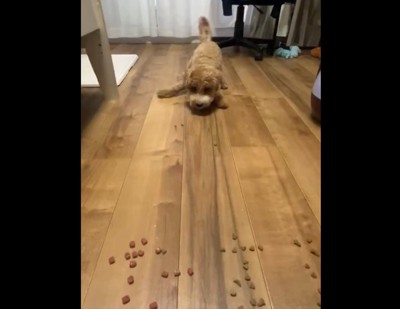 並べられたフード