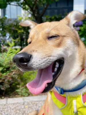 風ちゃんとの出会い5