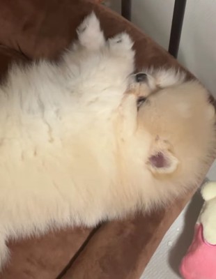 ソファの上で寝ている子犬