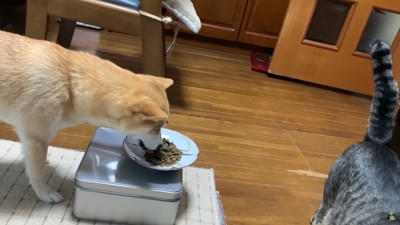 ご飯を食べていると…