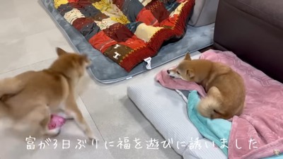 「お姉ちゃん！久しぶりに遊ぼ！」