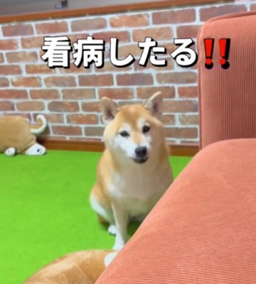 飼い主をジッと見つめる犬