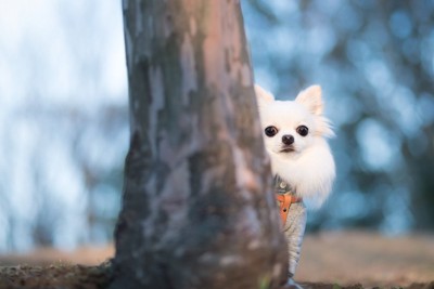 木陰から覗く犬