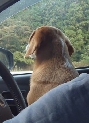 曲が止まると遠吠えをやめる犬