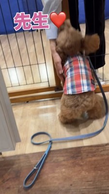 尻尾を振って先生に挨拶するトイプー