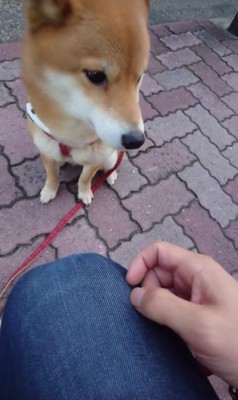 焼き芋をあげようとした瞬間、BGMスタート！