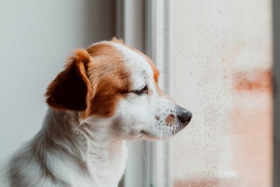 濡れた窓、困り顔の犬