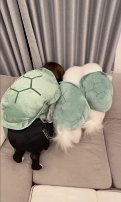亀になりきる王子くん＆あんじちゃん4