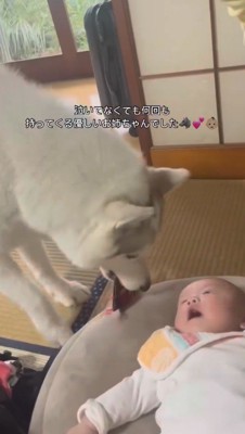 おもちゃを咥えながら赤ちゃんを見つめるメスの犬