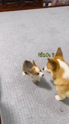 見つめ合う成犬と子犬
