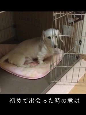 琥珀くんとの出会い