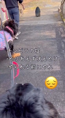 犬が吠えていたものに近づく飼い主