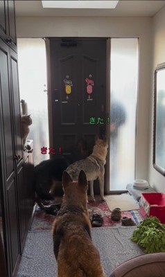 大型犬たちのお出迎え3
