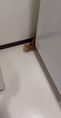 洗濯機と壁の間から出ている柴犬のしっぽ