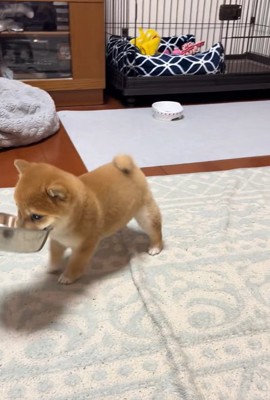 お皿をくわえる小雪ちゃん