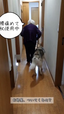 杖をついて歩くおばあちゃんについて行くハスキー