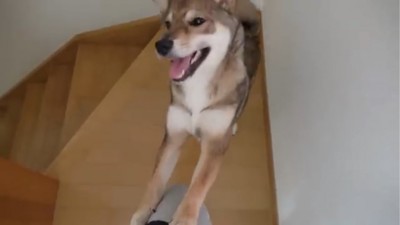 足元に手を置く犬