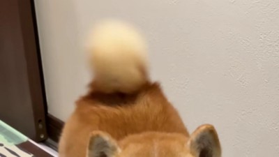 尻尾をフリフリ