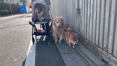 みんなで仲良くお散歩