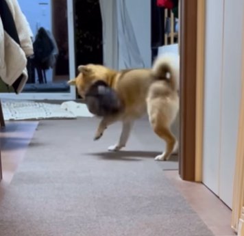 帽子で遊ぶ柴犬