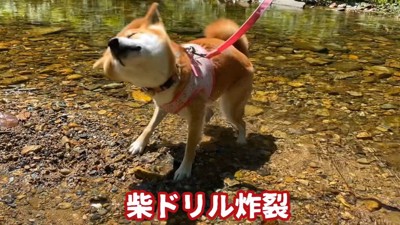 一度川から出てブルブルッ