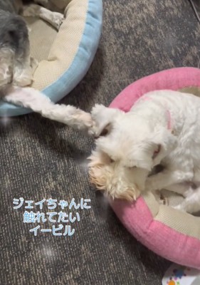前足で触れる犬
