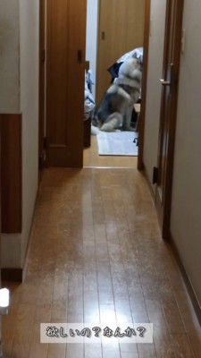 お座りしておやつをねだるハスキー