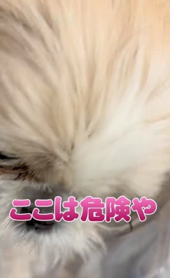 脱走しようとする犬