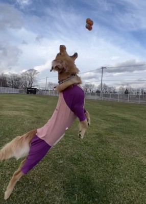 おもちゃめがけて飛ぶ犬