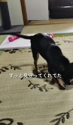 床を歩く黒い犬