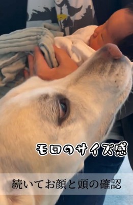 赤ちゃんの頭に鼻を近づける犬