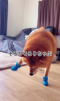 靴を履いたサブローくん8