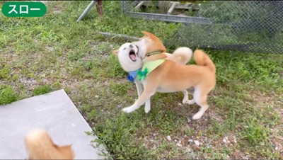 茶色い犬に頬を噛まれ驚く白い犬