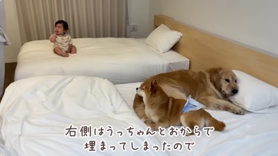 2匹がベッドを占領