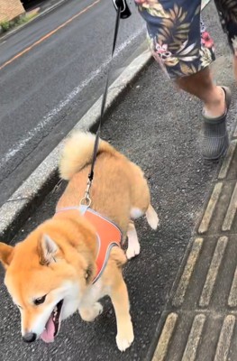 散歩する柴犬2