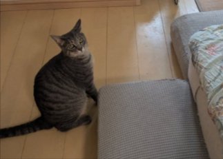 にゃーん