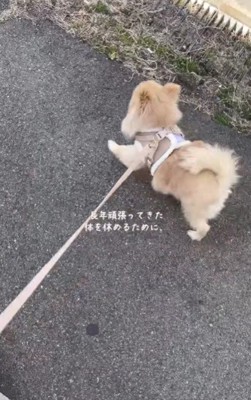 元繁殖犬のきなこちゃん