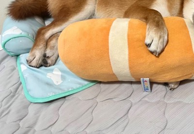 息子さんの部屋で寝ているしもん君