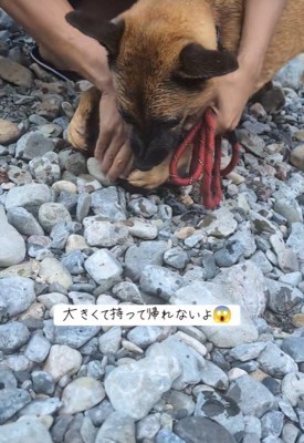 どうしても持って帰りたいようです