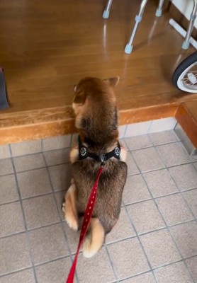 玄関先で座るはちちゃん