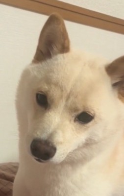 飼い主を静かに見つめる犬