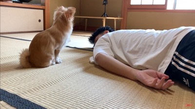 みるくちゃんの前で死んだフリをしたら6