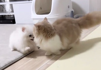 顔を寄せ合う犬と猫