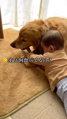 犬が食べているおやつに手をかける赤ちゃん