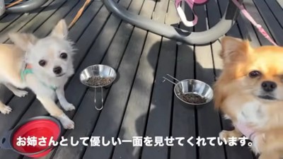 お姉ちゃんになったよ