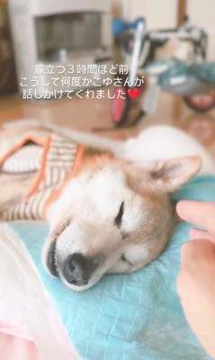 柴犬の小雪ちゃん